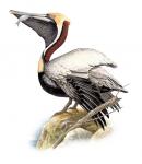 Pelicanul - Generozitate