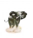 Elefantul african - Justiție